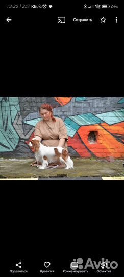 Передержка, выгул, дрессировка