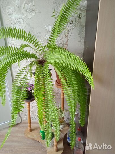 Папоротник, адиантум, Венерин волос