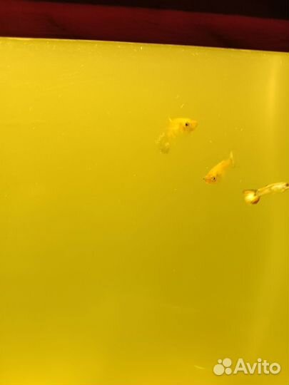 От дам гуппи рыбок