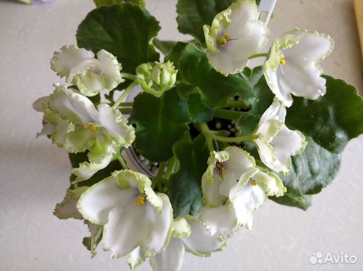 Сортовые фиалки, черенки на срез