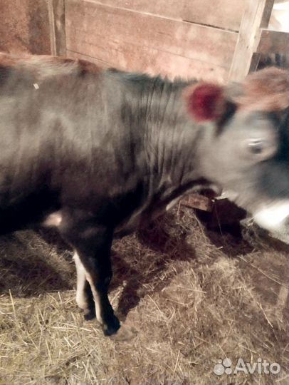 Сельхоз животные