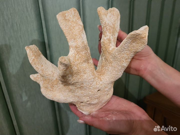 Кораллы и камни для аквариума