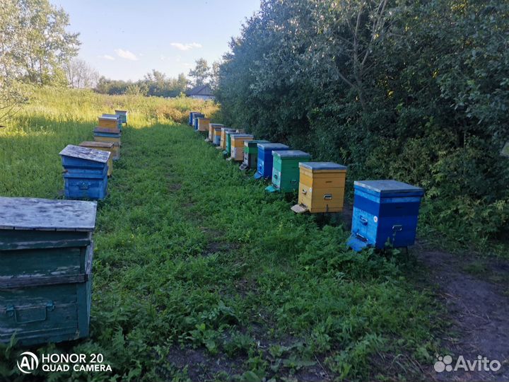 Улей с пчелами