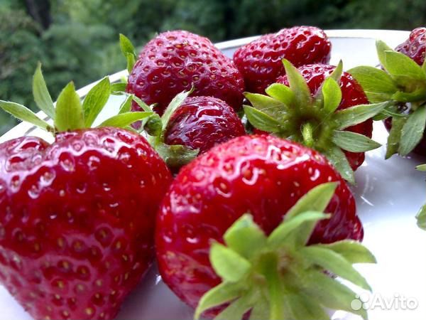 Клубника наша крупная шикарная, все довольны совет