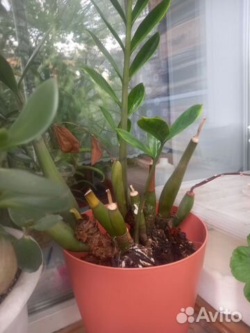 Замиокулькас / Долларовое дерево купить в Красноярске | Товары для дома ...