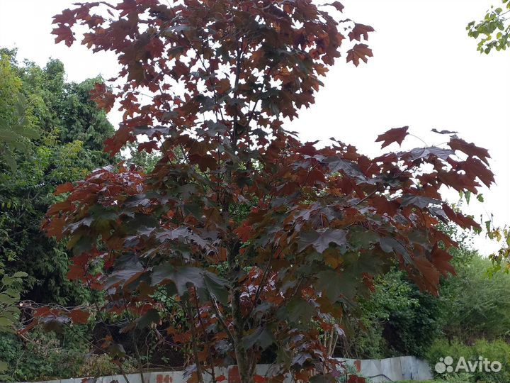 Красный клен остролистный 