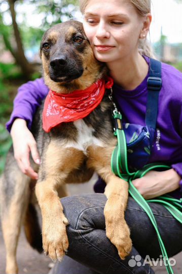 Собака ждёт семью в приюте