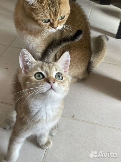 Котята золотая шиншилла
