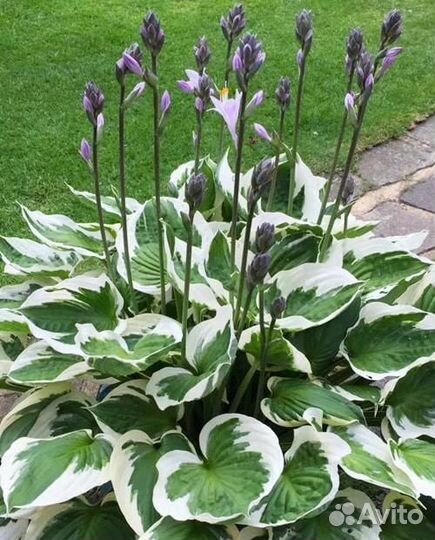 Продаю садовые растение -Пион белый.Хоста