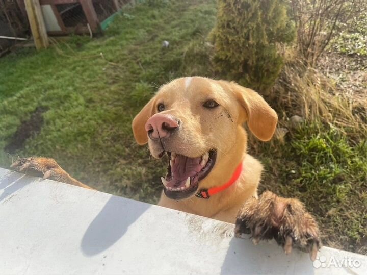 Добрая собака в дар