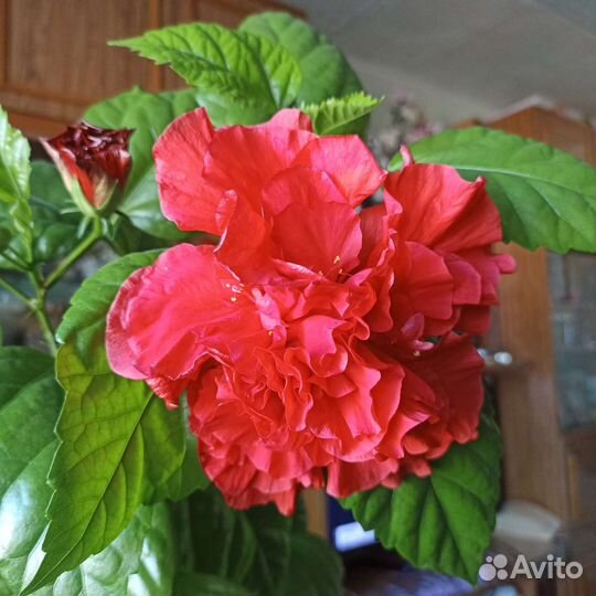 Фиалки цветы комнатные