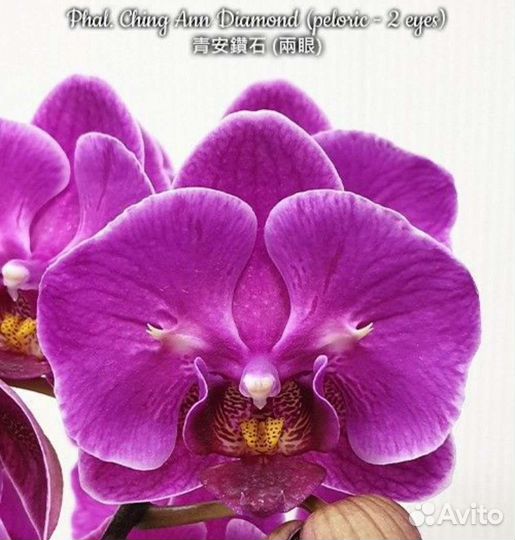 Орхидеи фаленопсис разные