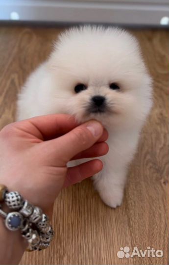 Щенки шпица mini мишка