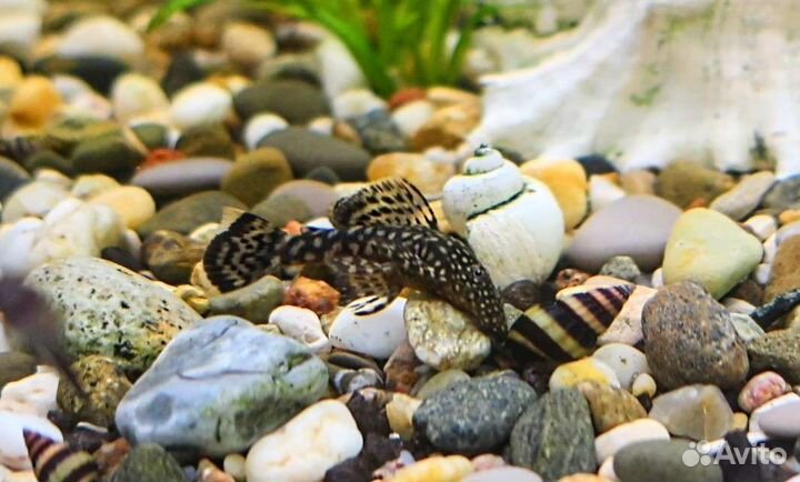 Анциструсы и Улитки Хелены