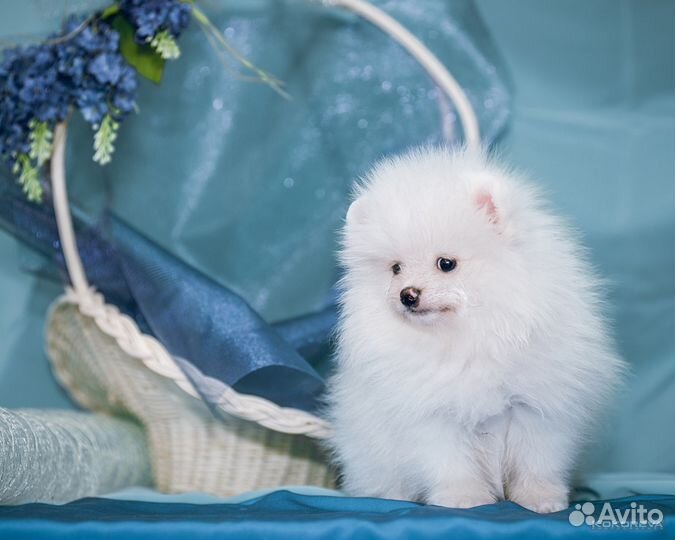 Шпиц