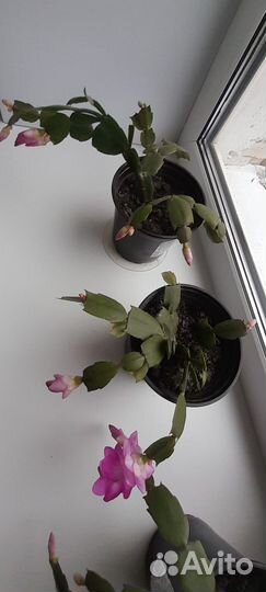 Декабрист шлюмбергера