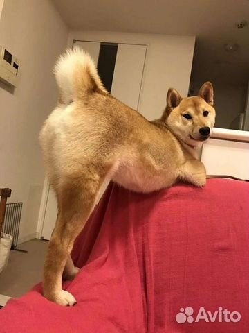 Собачья няня Выгул собак Ботаника Автовокзал