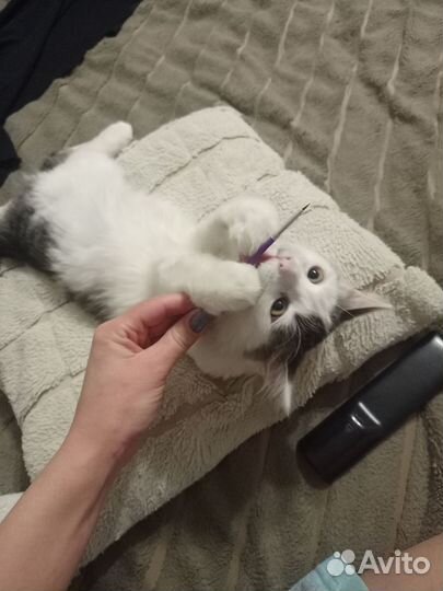 Отдам кота в добрые руки