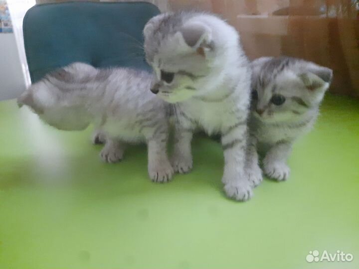 Продам вислоухих шотландцев, возрастом 1 месяц