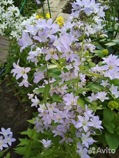 Лилейники, колокольчики, пионы, флоксы, хосты