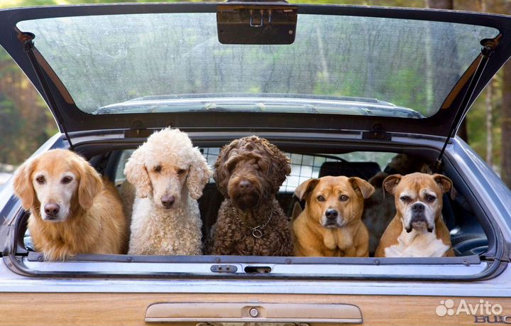 Зоотакси Москва-Новосибирск-Москва