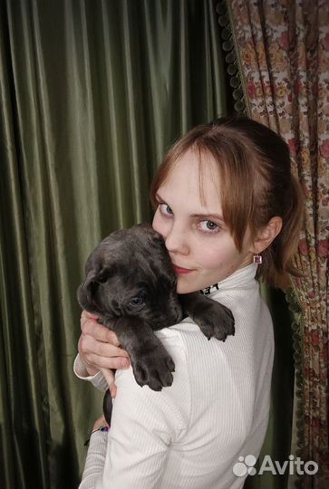 Выгульщик собак