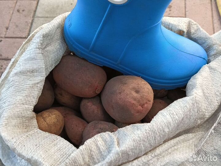 Картофель домашний