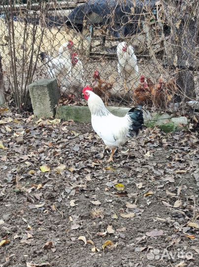 Молодые петухи