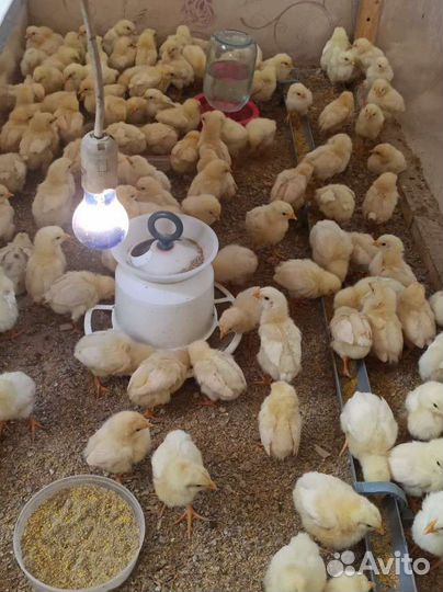 Цыплята бройлеры Кобб 500 Испания и Ломан браун