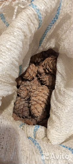 Шишка кедровая