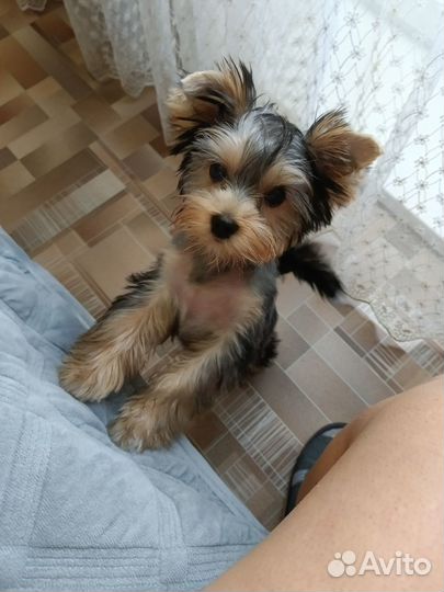 Йоркширский терьер щенки