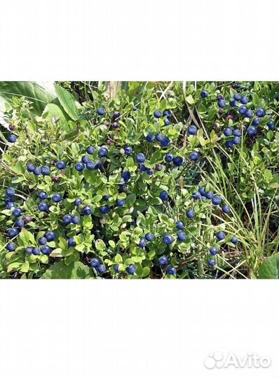 Продается свежая черника