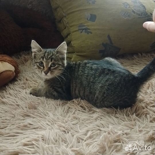 Отдам котенка (мальчик, 2 месяца )