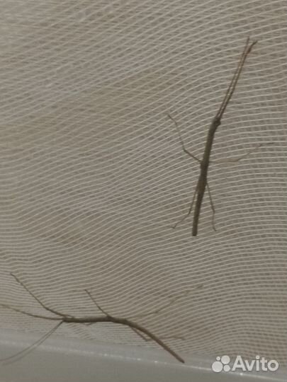 Палочники анамские девочки