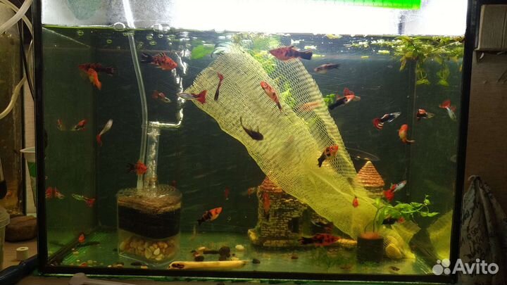 Гуппи ассорти и меченосцы красно-черные