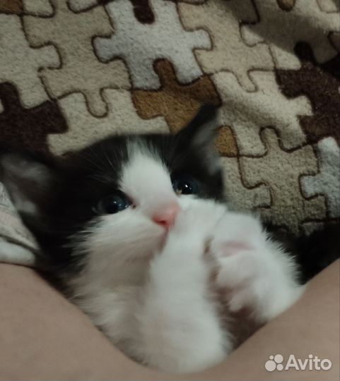 Кошка в дар бесплатно