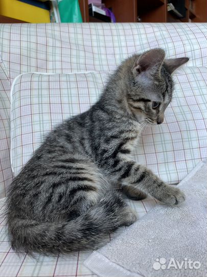 Котенок ищет дом