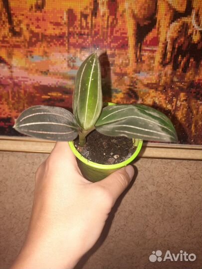 Орхидея лудизия дисколор