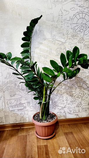 Замиокулькас долларовое дерево