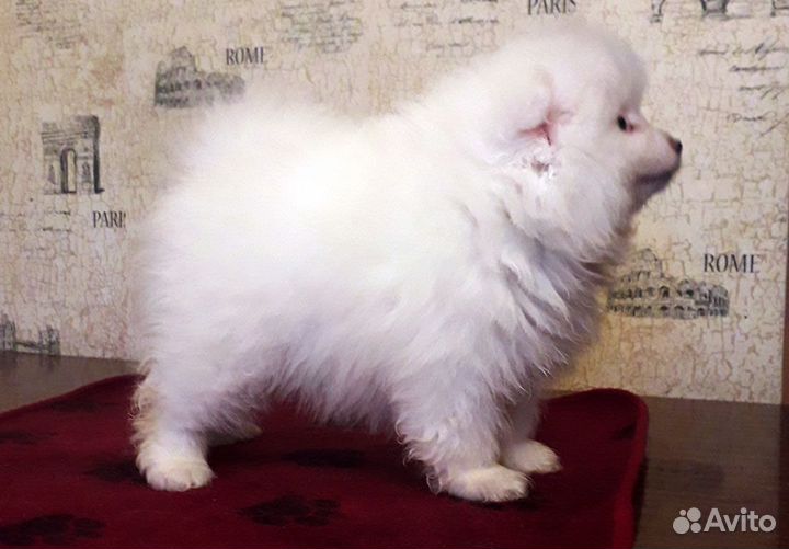 Продаю клубных щенков