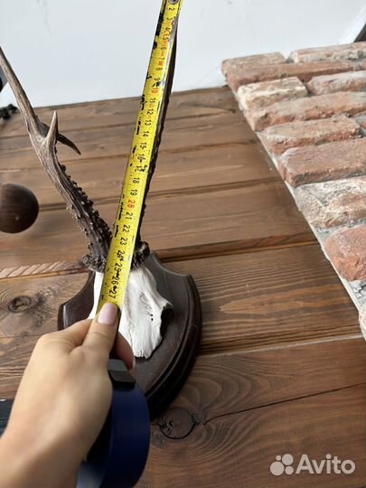 Рога косули на медальоне 2 шт