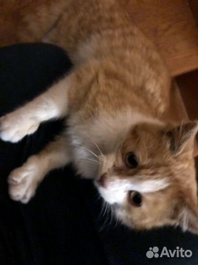 Отдам в добрые руки милого котика