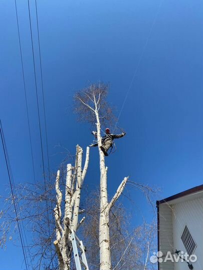 Спиливание,кронировани,измельчение деревьев