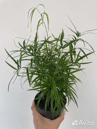 Папоротниковые