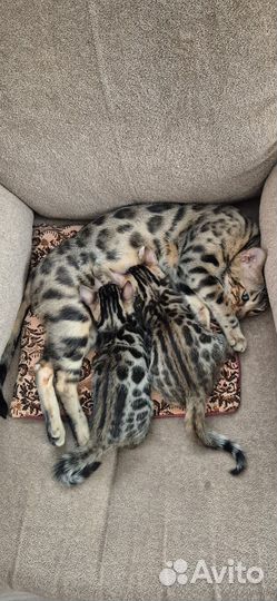 Бенгальские котята