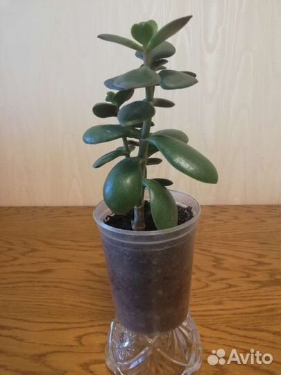 Толстянка, денежное дерево