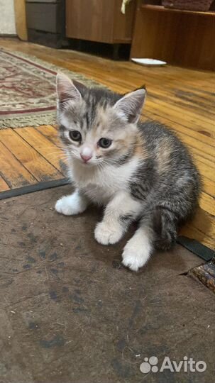 В добрые руки, котятам 2 месяца