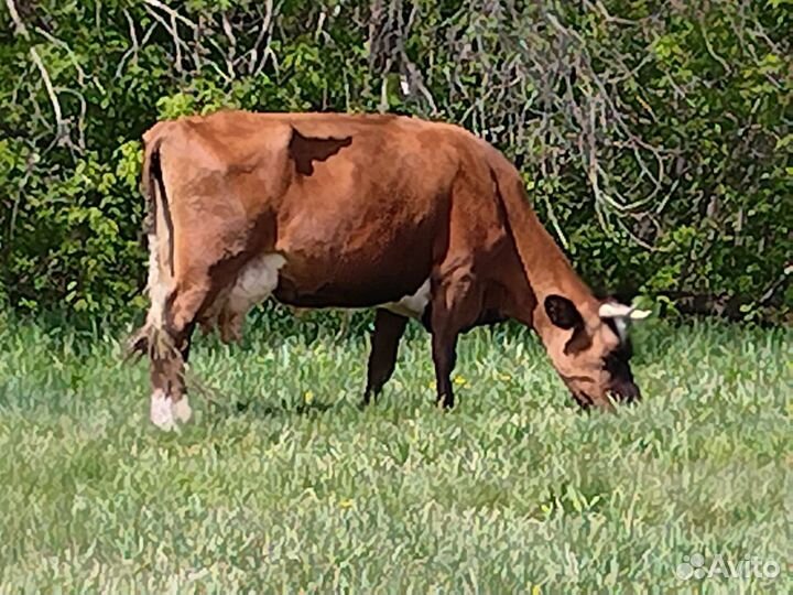 Коровы дойные