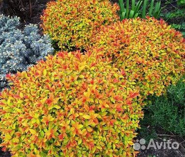 Спиреи, сорта разные