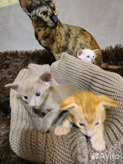Ориентальные котята